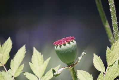 Close-up of red flowering plant