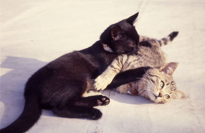 Cat lying on the ground
