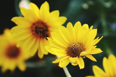 Close-up of yellow flower