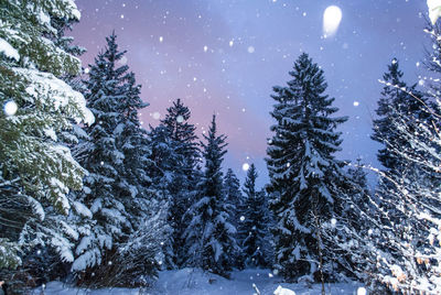 Pine trees in forest during winter