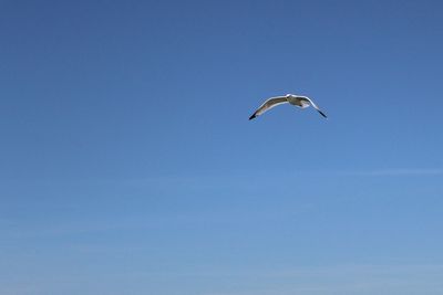 Low angle view of seagull flying in sky