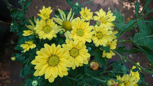 Close-up of yellow flowers blooming outdoors