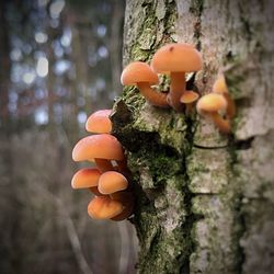 Close-up of mushrooms growing on tree