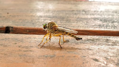 Close-up of insect on wood