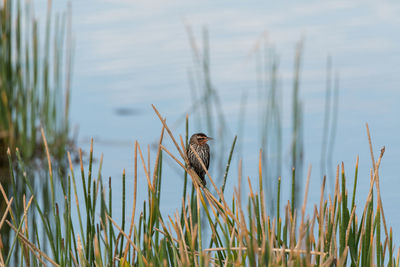 Brown female red-winged blackbird agelaius phoeniceus in a marsh among reeds in sarasota, florida.