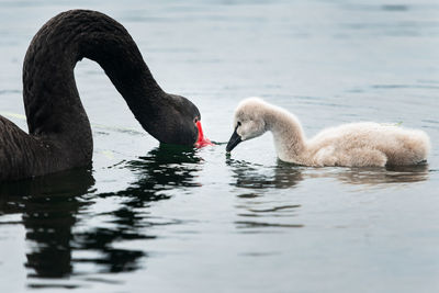 Swans swimming in lake