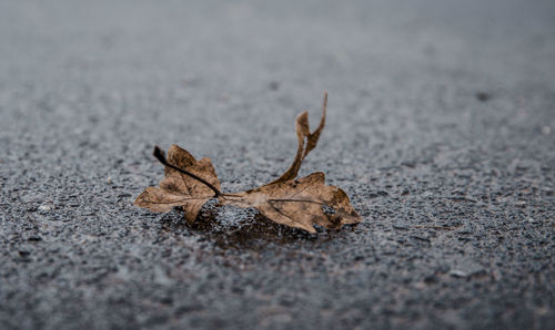 Close-up of dry leaf on road