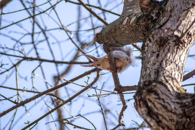 Low angle view of squirrel on tree