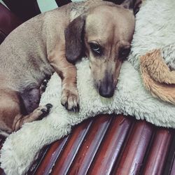 Close-up portrait of dog relaxing at home