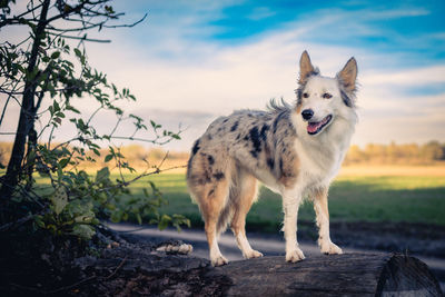 Dog standing on field