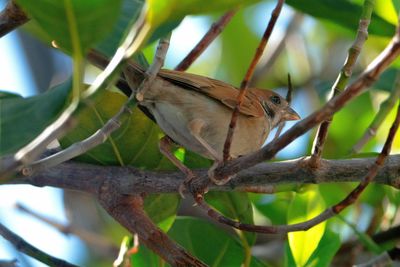 Low angle view of bird perching on tree