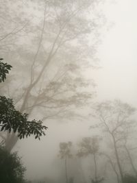 Low angle view of trees in forest against sky
