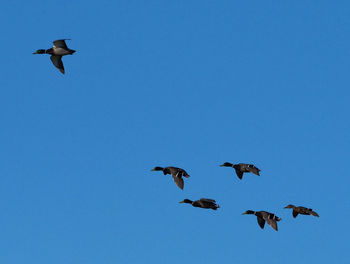 Low angle view of birds flying in the sky