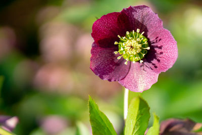 Close-up of pink flowering plant