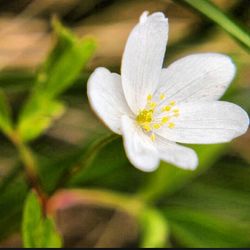 Close-up of white flowers