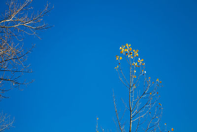 Low angle view of flowering plant against clear blue sky