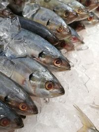 High angle view of fish for sale in market