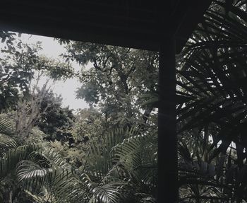 Low angle view of palm trees in forest