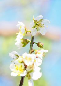 Close-up of white flowers on branch