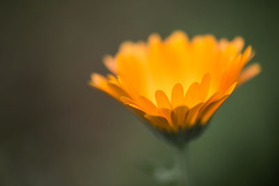 Close-up of yellow flower blooming outdoors