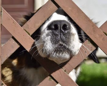 Close-up of dog looking away