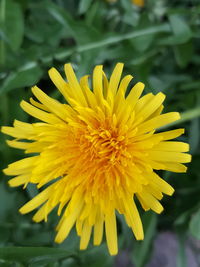 Close-up of yellow flower blooming outdoors