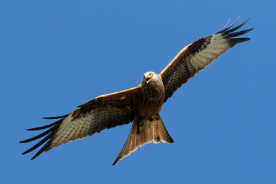 Low angle view of eagle flying against clear blue sky