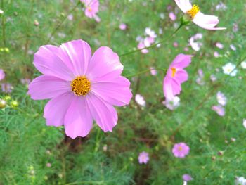 Close-up of pink cosmos flowers blooming outdoors