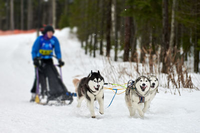 Husky sled dog racing. winter dog sport sled team competition. siberian husky dogs