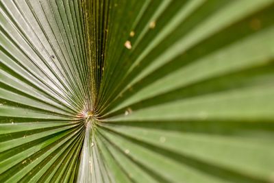 Close-up of green leaves