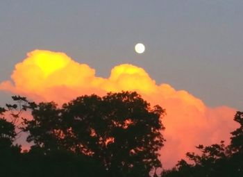 Low angle view of silhouette tree against sky at night