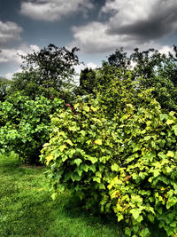 Trees on field against cloudy sky