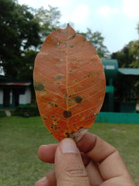 Close-up of hand holding orange leaf