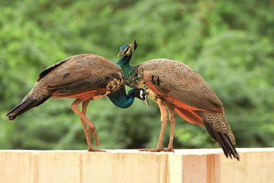 Peacock and peahen perching on retaining wall