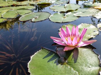 High angle view of lotus water lily in pond