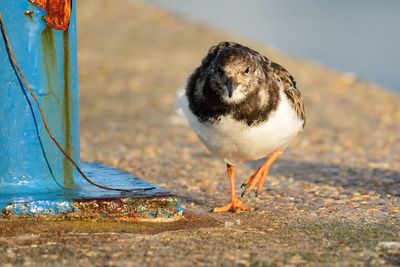 Close-up of bird walking