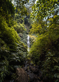 Scenic view of waterfall in forest