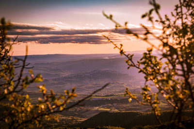 Plants growing on landscape against sky during sunset