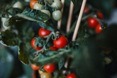 Close-up of tomatoes on potted plant