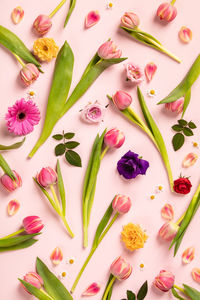 High angle view of pink flowering plant