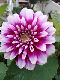 Close-up of pink flower