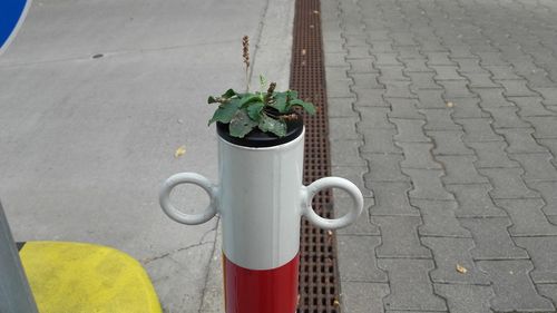 Close-up of potted plant