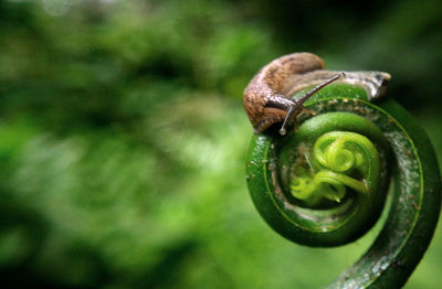 Close-up of snail on metal