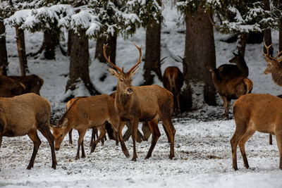 Herd of deer on snow covered field