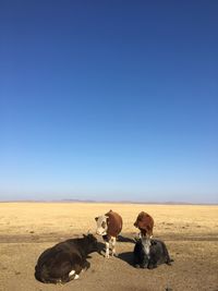 Cows on field against clear blue sky