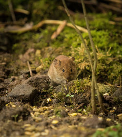 Close-up of squirrel on field