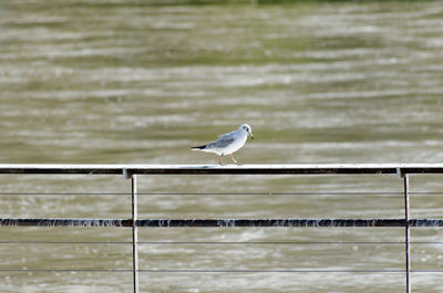 Seagull perching on railing against sea