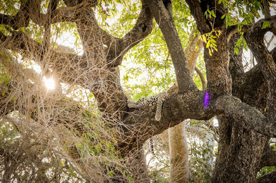 Rear view of woman standing by tree