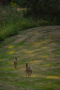 Horses running in a field