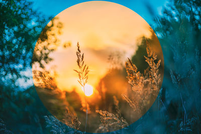 Close-up of plants against sunset sky